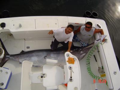 500 lb. Big Blue Marlin